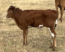 SL Cowboy Grande x Awesome Reb